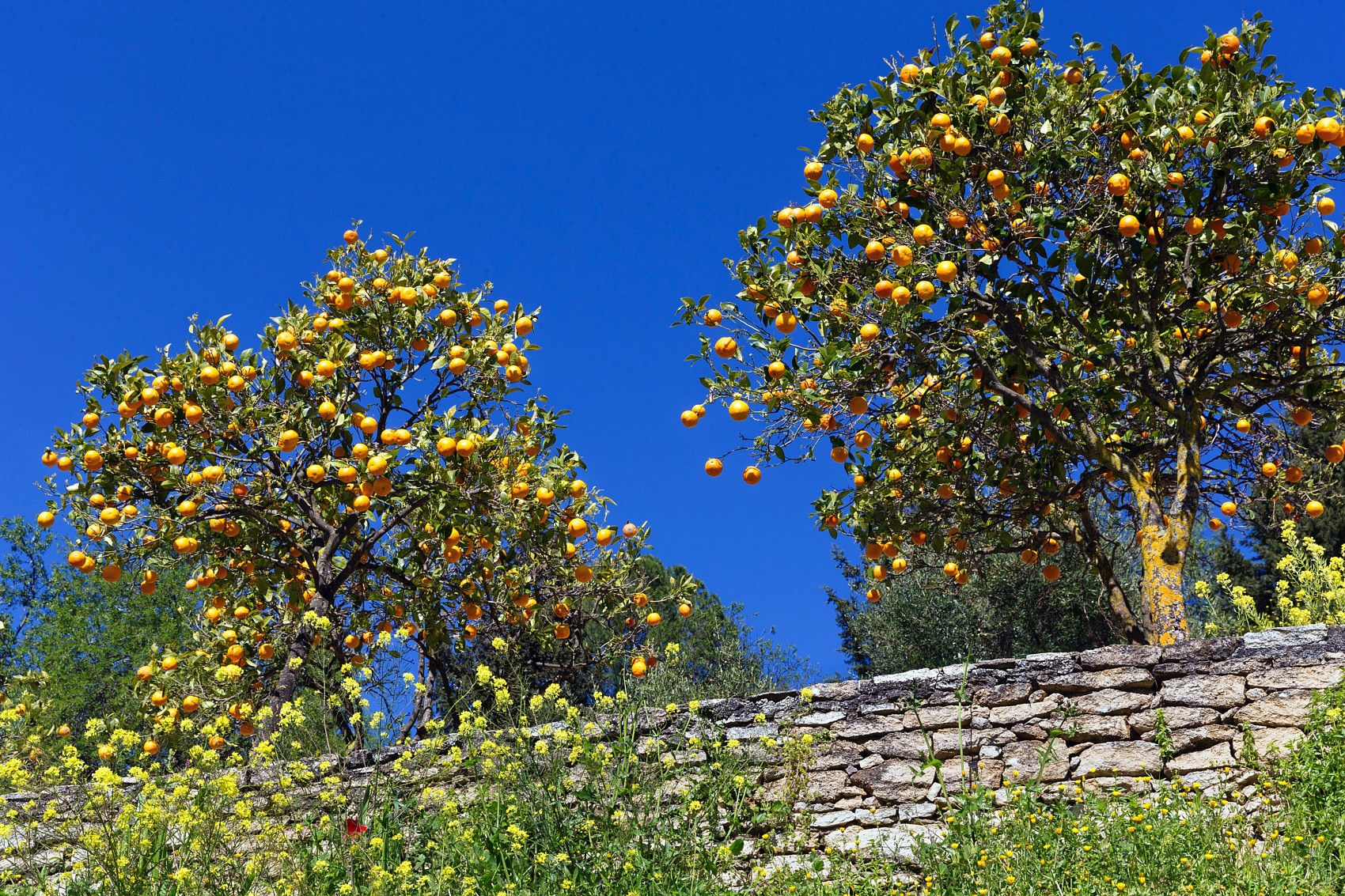 Couleurs - Saveurs